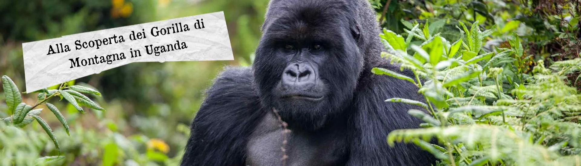 Blog interna  1920x550  4 